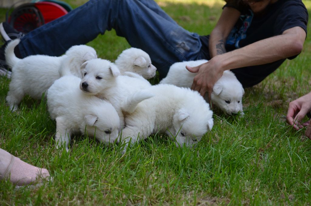 de monesties - Berger Blanc Suisse - Portée née le 17/06/2021