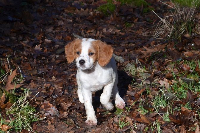 de monesties - Chiots disponibles - Epagneul Breton