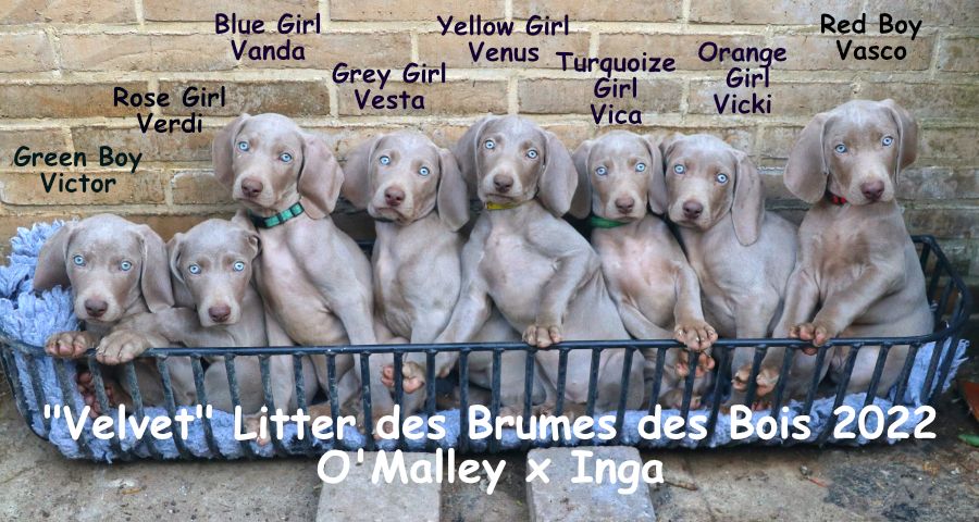 Des brumes des bois - photo de famille à 8 semaines