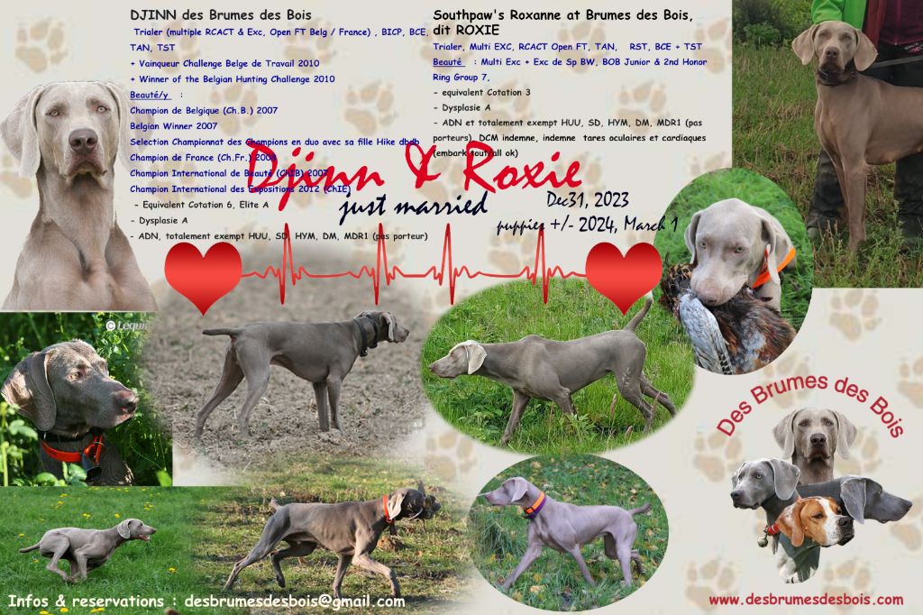 Des brumes des bois - DJINN x ROXIE sont les heureux parents de 9 chiots