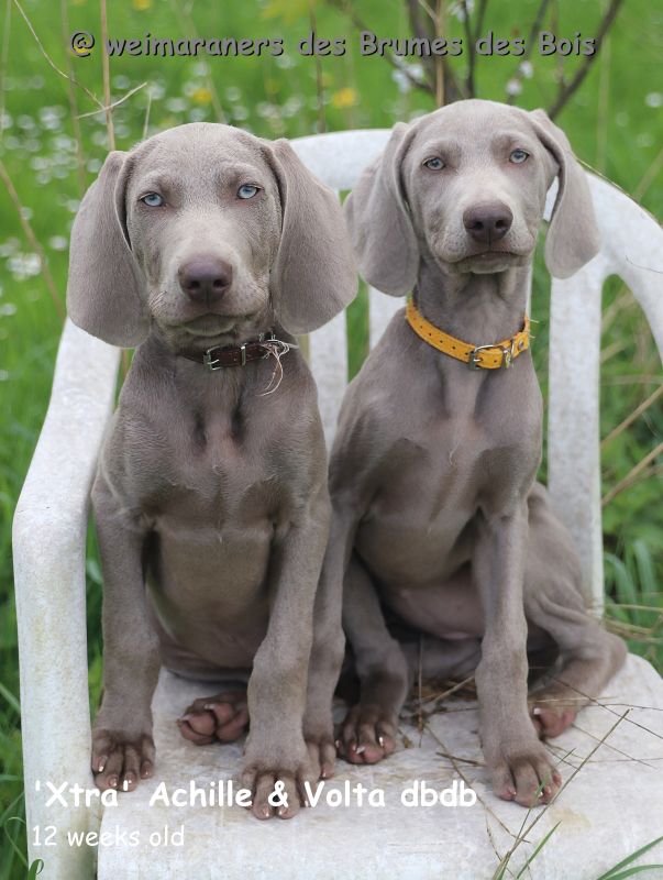 Des brumes des bois - Achille et Volta et les Chiots de Roxie