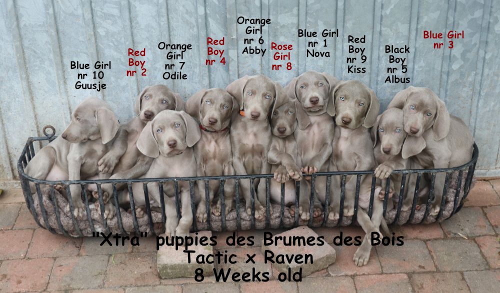 Des brumes des bois - Les chiots de Raven dispos de suite