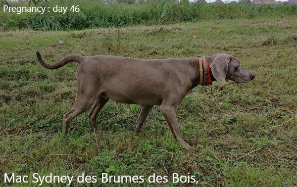 Des brumes des bois - Sydney a 46 jours de gestation