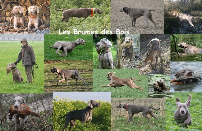 Des brumes des bois - dépistage pour nos reproducteurs