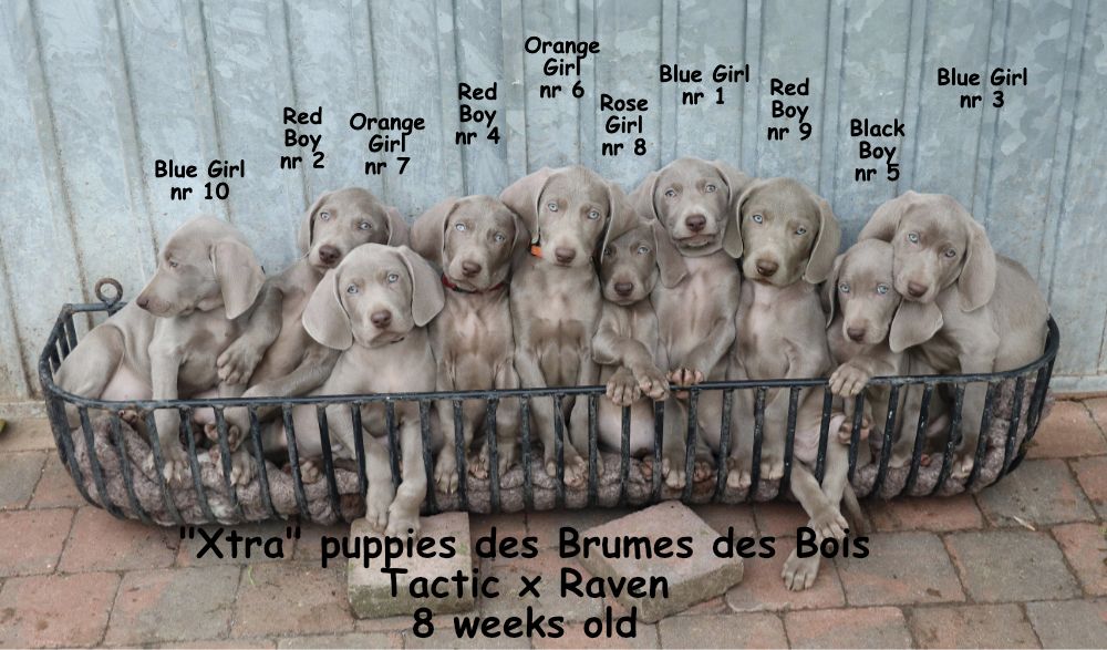 Des brumes des bois - les chiots de Raven encore dispos