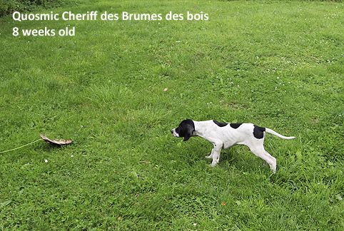 Des brumes des bois - Pointer - Portée née le 04/07/2017