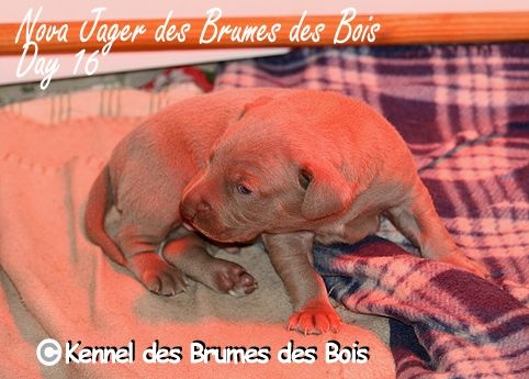 Des brumes des bois - Braque de Weimar - Portée née le 17/12/2014