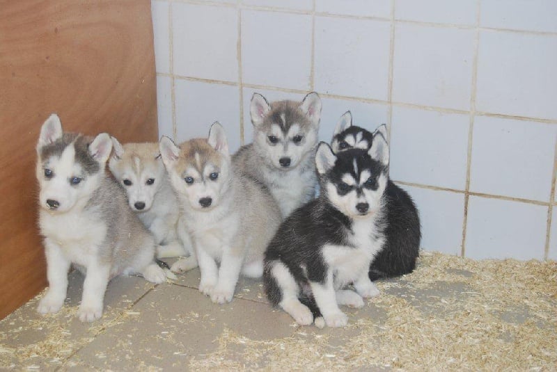 Amarok's - Siberian Husky - Portée née le 06/12/2011