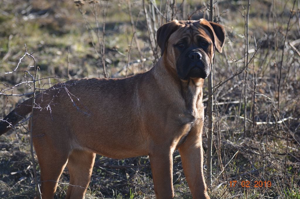 des Volkan's Molosses - Chiots disponibles - Bullmastiff