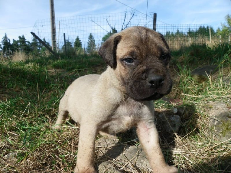 des Volkan's Molosses - Bullmastiff - Portée née le 18/07/2013