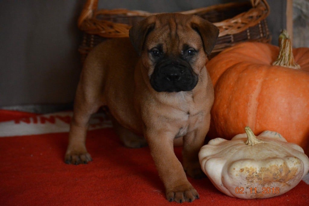 Chiot Bullmastiff des Volkan's Molosses