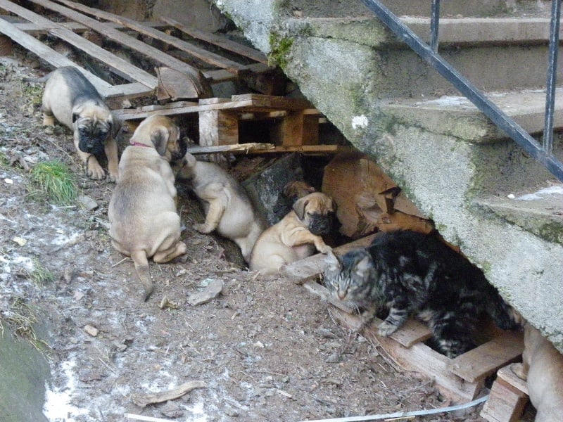 Chiot Bullmastiff des Volkan's Molosses