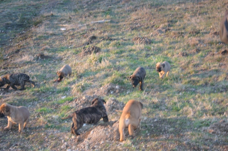 Chiot Bullmastiff des Volkan's Molosses