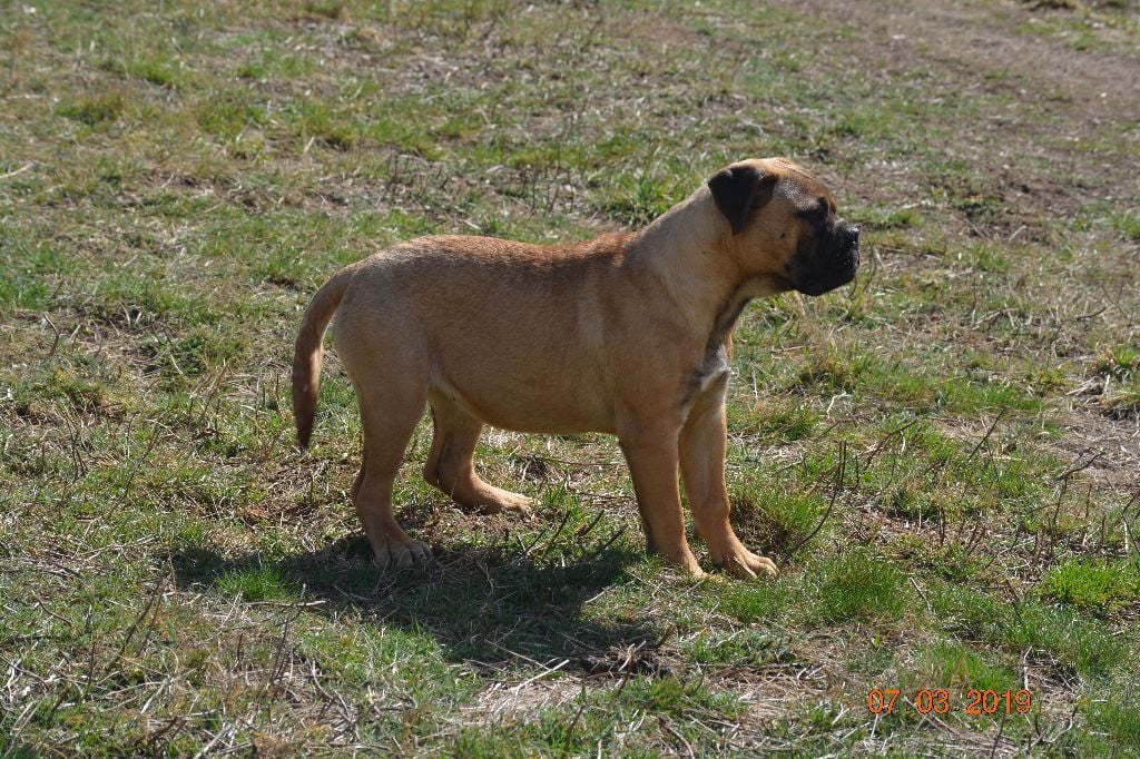 des Volkan's Molosses - Chiots disponibles - Bullmastiff