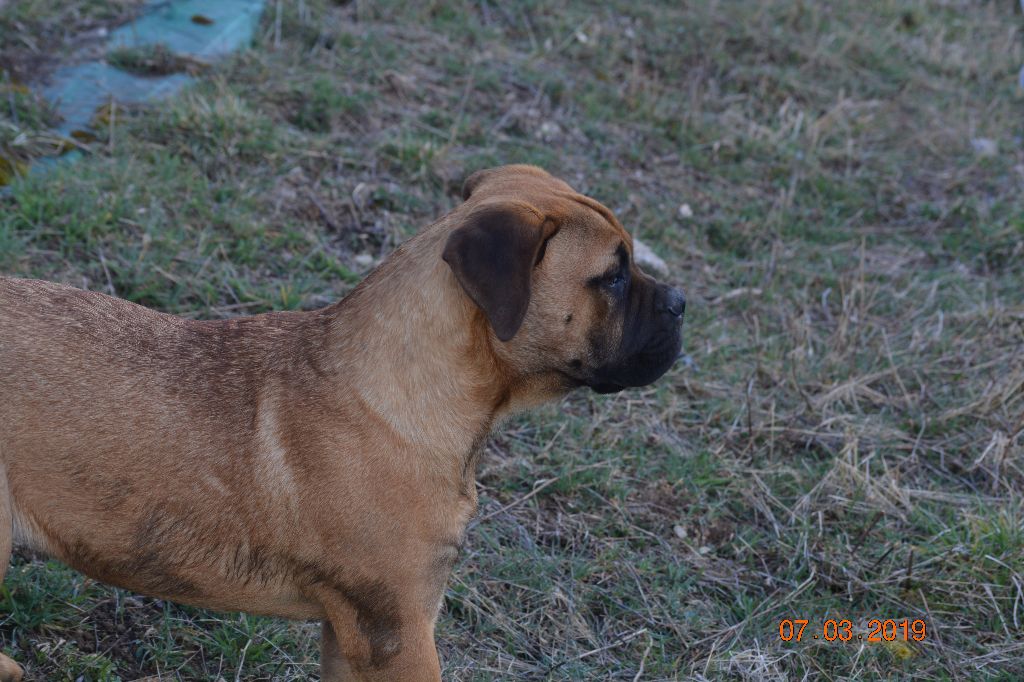 des Volkan's Molosses - Chiots disponibles - Bullmastiff