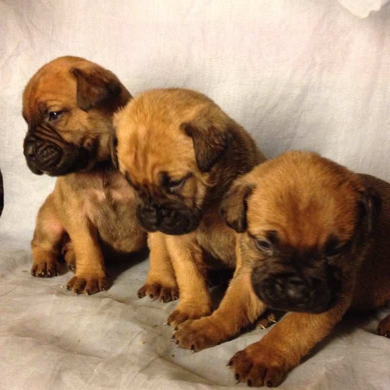 Chiot Bullmastiff des Volkan's Molosses