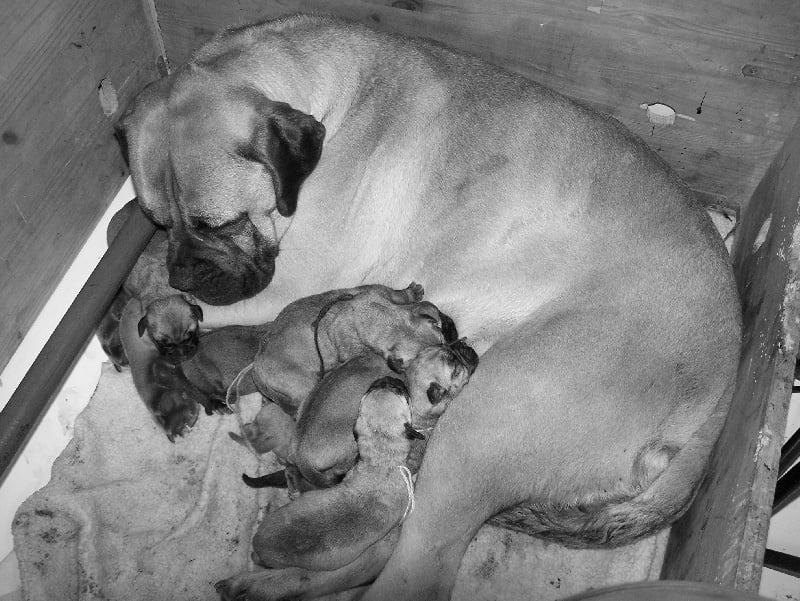 Chiot Bullmastiff des Volkan's Molosses