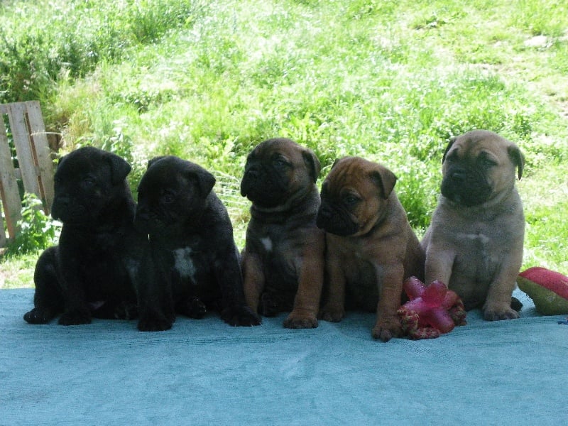 des Volkan's Molosses - Bullmastiff - Portée née le 15/05/2012