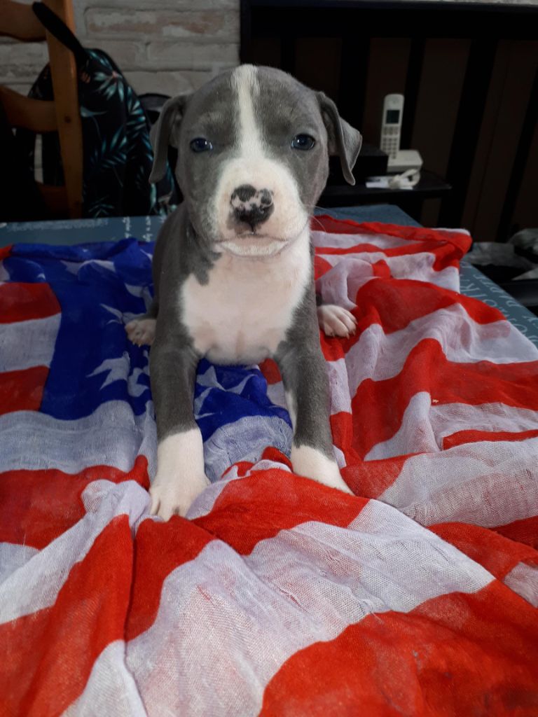 de killianamstaff's history - Chiots disponibles - American Staffordshire Terrier