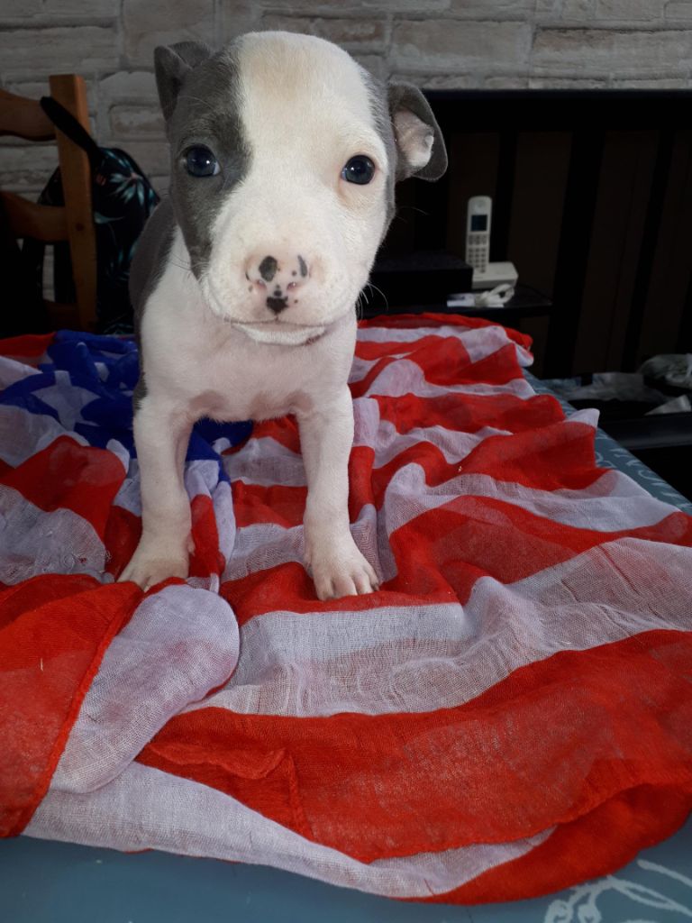 de killianamstaff's history - Chiots disponibles - American Staffordshire Terrier