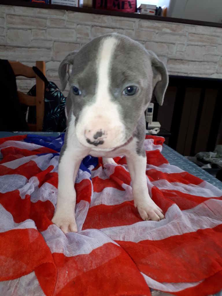 de killianamstaff's history - Chiots disponibles - American Staffordshire Terrier