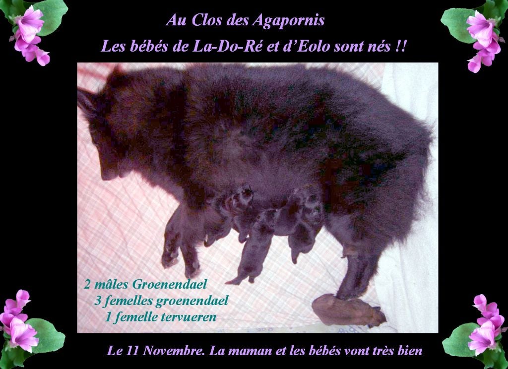 du clos des agapornis - Berger Belge - Portée née le 11/11/2018