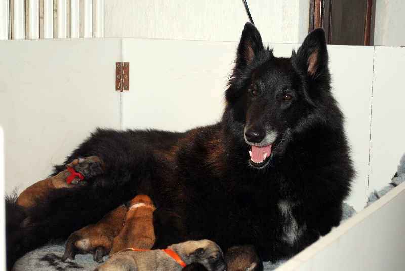 Chiot Berger Belge du clos des agapornis