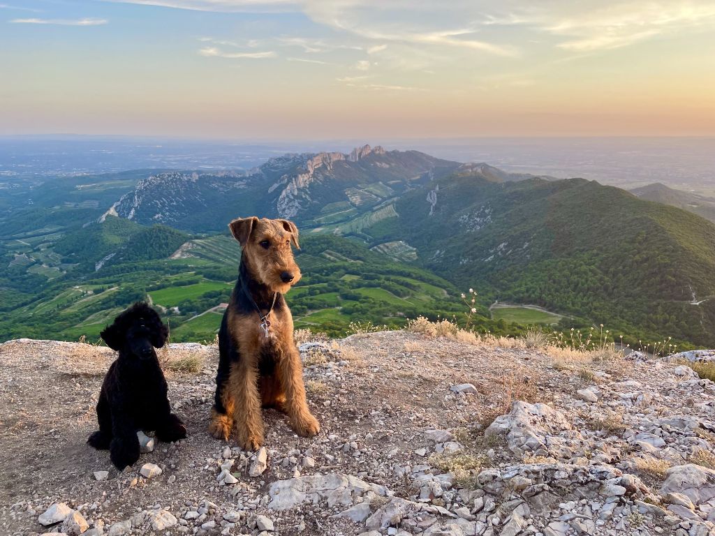 Alagaesia - Airedale Terrier - Portée née le 17/03/2021