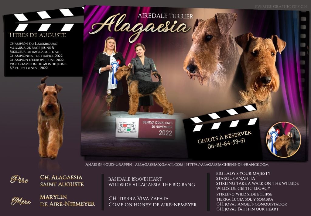 Chiot Airedale Terrier Alagaesia