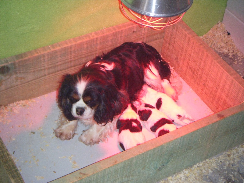 of Shana Dreams - Cavalier King Charles Spaniel - Portée née le 24/11/2012