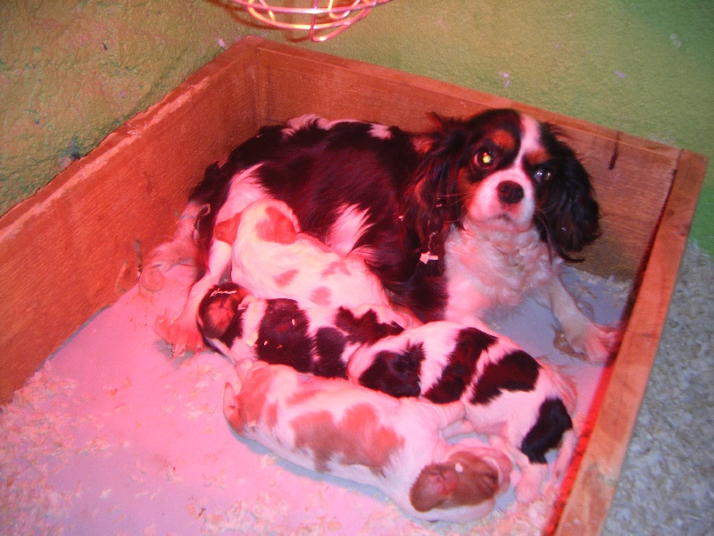 of Shana Dreams - Cavalier King Charles Spaniel - Portée née le 28/10/2012