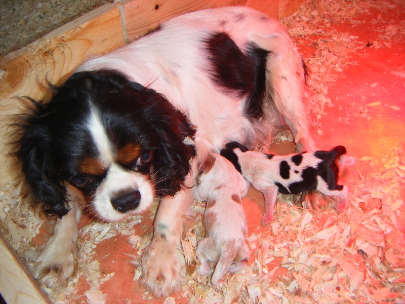 of Shana Dreams - Cavalier King Charles Spaniel - Portée née le 05/10/2012