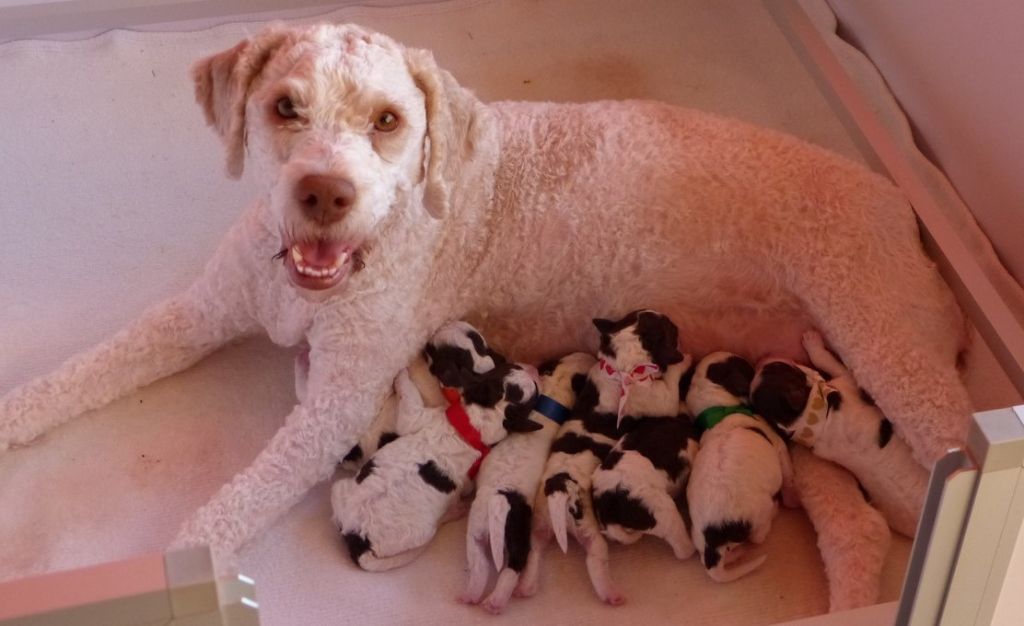 Des petits Lagotto à la basse Dordogne