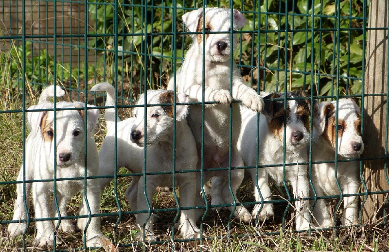 De la basse Dordogne - Parson Russell Terrier - Portée née le 12/10/2012