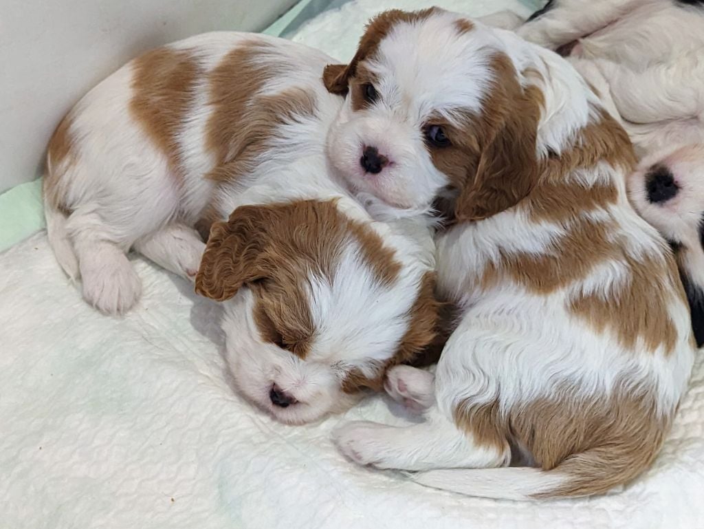 des Rompudes de Beauvoir - Cavalier King Charles Spaniel - Portée née le 14/11/2022