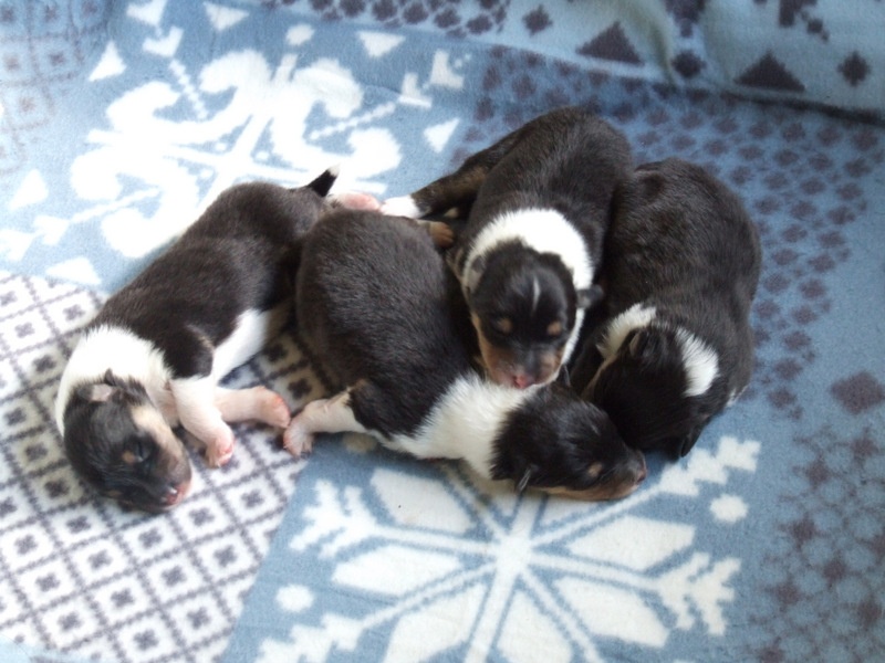 Chiot Colley à poil long de Comborcière