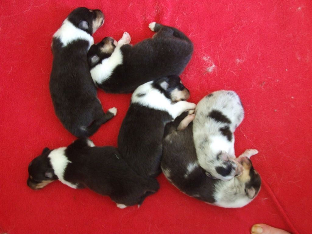 Chiot Colley à poil long de Comborcière