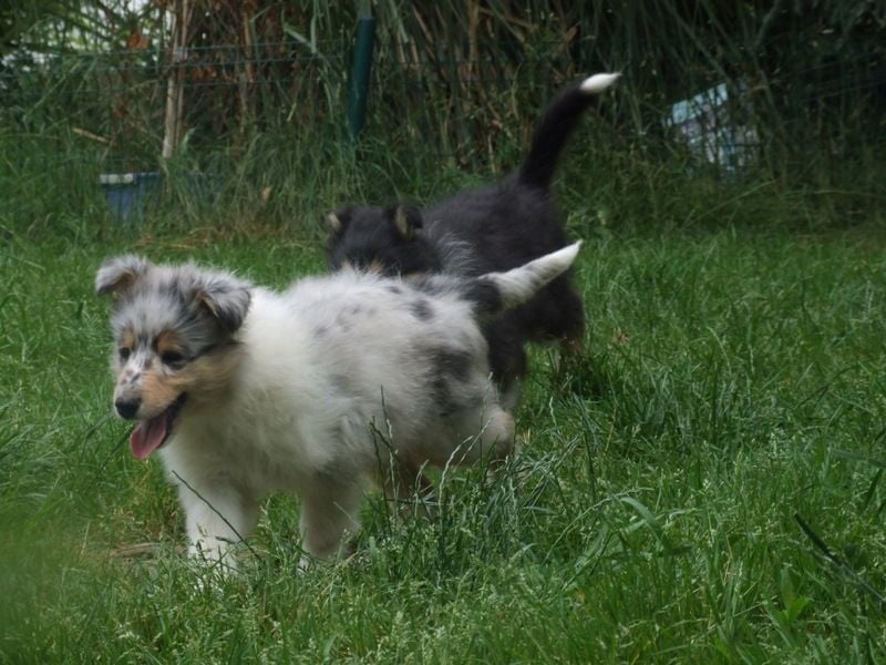 Chiot Colley à poil long de Comborcière