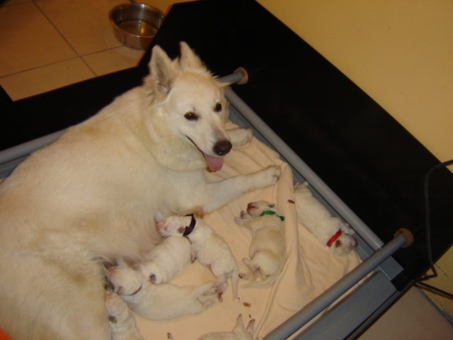 Chiot Berger Blanc Suisse du domaine des fantomes blancs