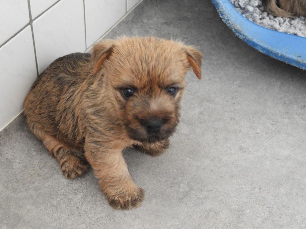 du clos de la Dabinerie - Cairn Terrier - Portée née le 12/06/2021