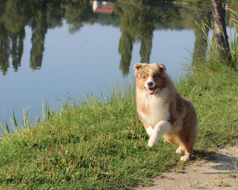 Chiot Berger Australien des Champs de l'Aigue