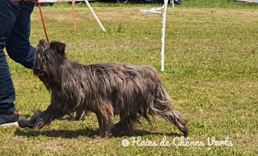 des Haies de Chênes Verts - Exposition canine 