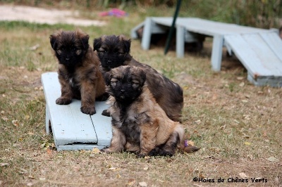 des Haies de Chênes Verts - Chiots Fée x Foehn à 6 semaines