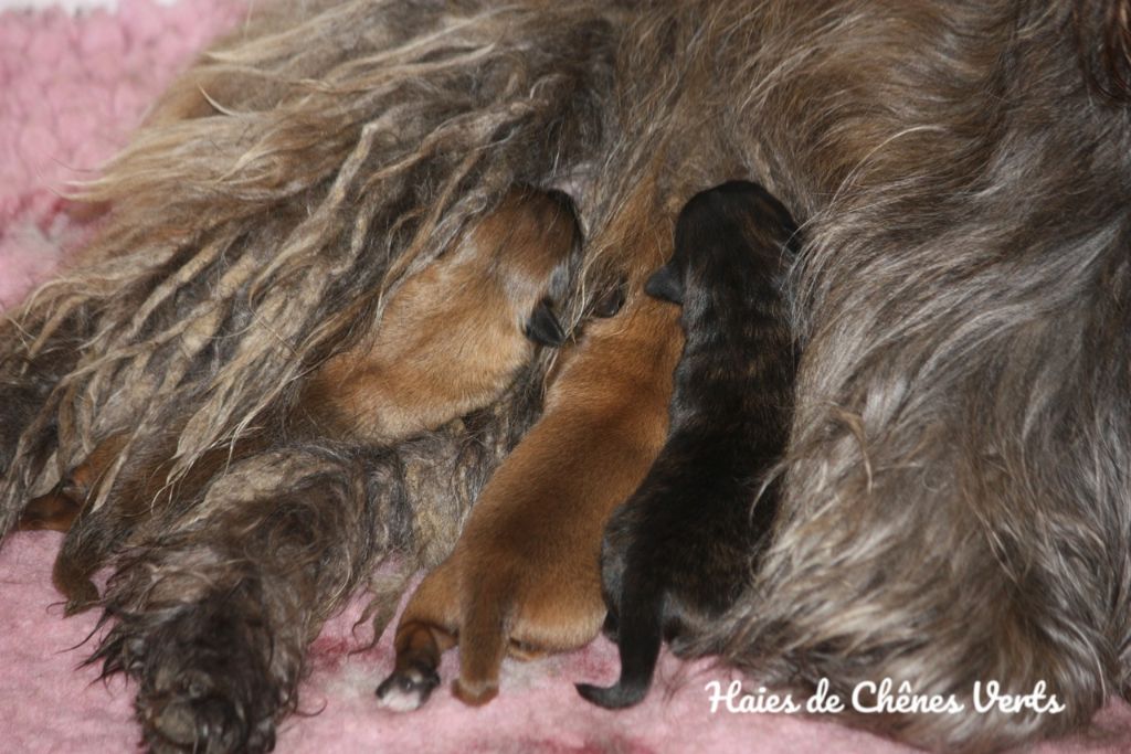 des Haies de Chênes Verts - Les chiots sont nés...