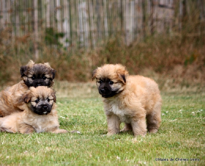 des Haies de Chênes Verts - Chiots de Jalisca à 7 semaines