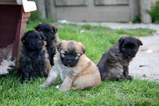 des Haies de Chênes Verts - Photos chiots Dazune à 5 semaines