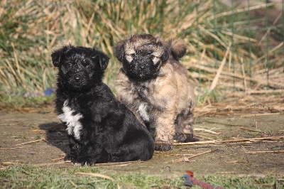 des Haies de Chênes Verts - Chiots de Dundee et Fée à 5 semaines .........