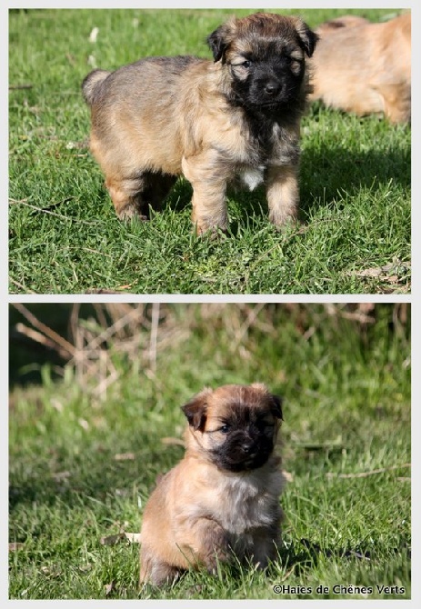 des Haies de Chênes Verts - Les chiots à 5 semaines ........