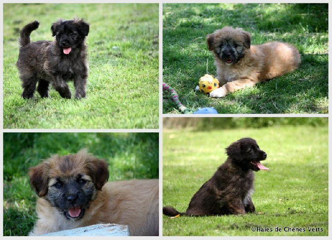 des Haies de Chênes Verts - Photos des chiots et résultat Championnat de France.. .....