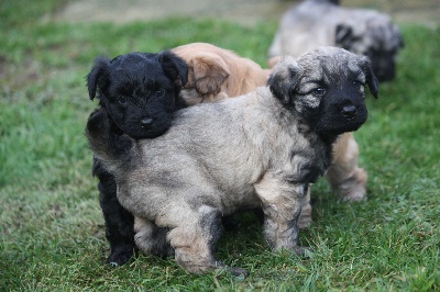 des Haies de Chênes Verts - Les chiots à 4 semaines ........